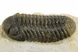 Detailed Austerops Trilobite - Nice Eye Facets #312775-8